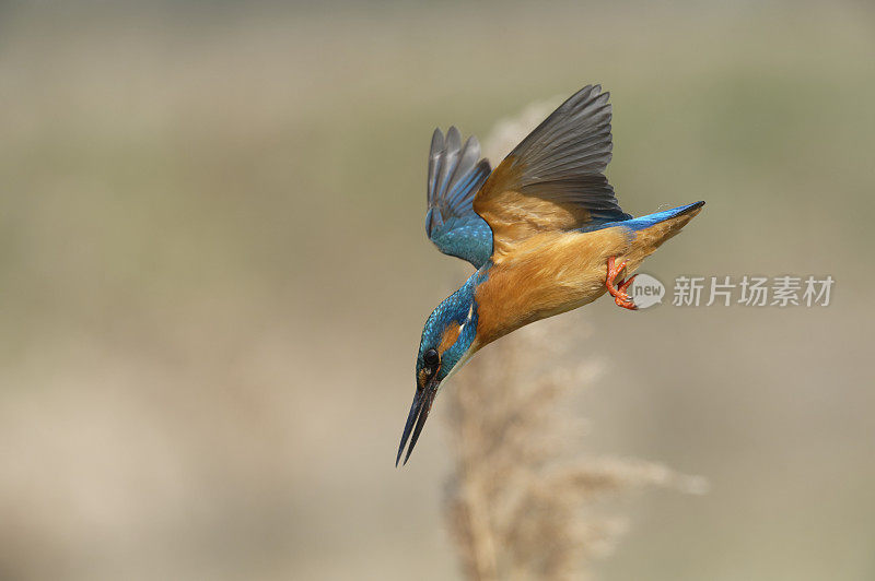 翠鸟潜水(Alcedo atthis)